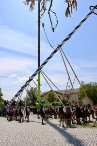 Maibaumaufstellen