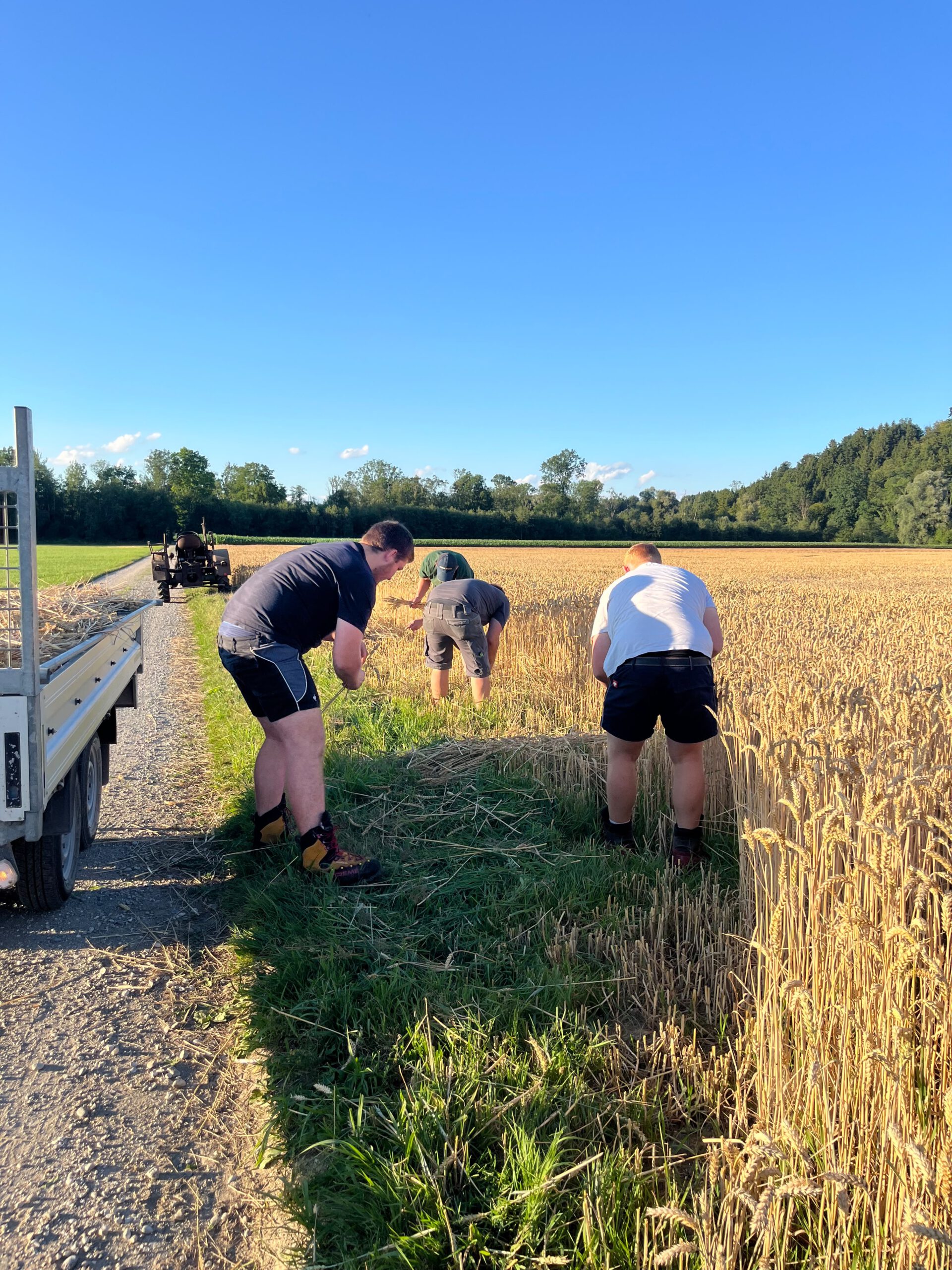Vier Menschen in kurzen Hosen schneiden und sammeln Ähren von einem Feld. Links geht am Feld ein Feldweg vorbei auf dem ein Anhänger abgestellt ist, der angeschnitten noch zu sehen ist. Weiter hinten auf dem Weg ist ein Traktor. In der Ferne ist ein Waldsaum. Der Himmel ist blau.